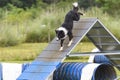 Dogs in an Agility Competition Royalty Free Stock Photo