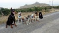 Group of 7 dogs on a mountain road