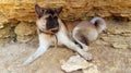 American Akita on the beach among the stones