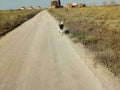 American Akita running on the road fun