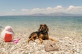 Dogs allowed on beach. A funny looking portrait with a dog wearing sunglasses reading the news. Royalty Free Stock Photo