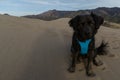 Dog in Great Sand Dunes National Park Royalty Free Stock Photo