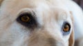 Dogs sad amber eyes Royalty Free Stock Photo