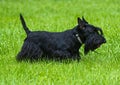 Dogs animal a Scottish Terrier