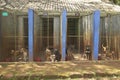 Dogs in animal shelter at Nairobi, Kenya, Africa