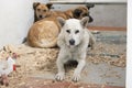 Dogs in an animal shelter waiting to be adopted, occupying corner of enclosure and lying close on wooden sawdust, looking forward