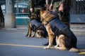 Dogs of the Armed Forces during military parade in celebration of Brazil independence in the city of Salvador, Bahia