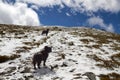 Dogs on the ascent to the top