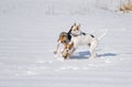 Dogs attacking basenji dog while play on a fresh snow Royalty Free Stock Photo