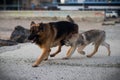 The dogs Attila and Baron playing.