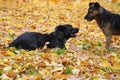 Dogs in autumn Royalty Free Stock Photo