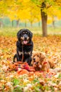 Dogs in the autumn forest. The big black dog is sitting. Royalty Free Stock Photo