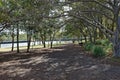 Dogs at Ballast Point Park on Mort Bay Sydney Royalty Free Stock Photo