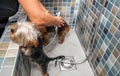 Two little wet cute and beautiful purebred Yorkshire Terrier dogs bath in the bathtub and washing fur selective focus Royalty Free Stock Photo