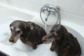 Dogs in the bathtub Royalty Free Stock Photo