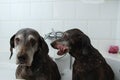 Dogs in the bathtub Royalty Free Stock Photo