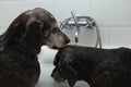 Dogs in the bathtub Royalty Free Stock Photo