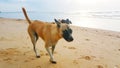 Dogs on the beach, Cute dogs enjoy playing on beach, animal Royalty Free Stock Photo