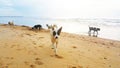 Dogs on the beach, Cute dogs enjoy playing on beach Royalty Free Stock Photo