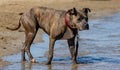 Dogs on the beach with the owner, more and more they are beaches that consent to bring their 4-legged friend. this facilitates dog Royalty Free Stock Photo