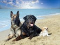dogs on the beach Royalty Free Stock Photo