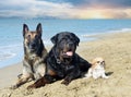 dogs on the beach Royalty Free Stock Photo