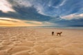 Dogs on the beach at sunset Royalty Free Stock Photo