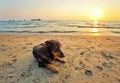 Dogs on the beach at sunset Royalty Free Stock Photo