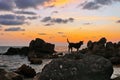 Dogs on the beach at sunset Royalty Free Stock Photo