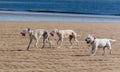 Dogs on a beach