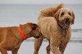 Dogs at the Beach Royalty Free Stock Photo