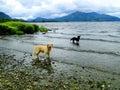 dogs on Irish lake- cani su lago irlandese Royalty Free Stock Photo