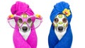 Dogs with a beauty mask wellness spa