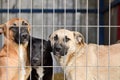 dogs behind bars at the animal shelter. sad eyes of dogs Royalty Free Stock Photo