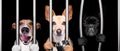 Dogs behind bars in jail prison Royalty Free Stock Photo