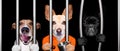 Dogs behind bars in jail prison Royalty Free Stock Photo