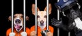 Dogs behind bars in jail prison Royalty Free Stock Photo