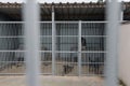 Dogs behind bars in the shelter Royalty Free Stock Photo