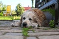 Dogs - a big sad dog Royalty Free Stock Photo