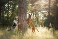 Dogs border collie and Belgian shepherd in the woods