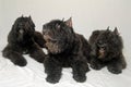 Dogs - Bouvier des Flanders