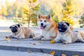 Dogs of breed Akita and pug in the park on a wooden latform near the lake in sunny autumn weather Royalty Free Stock Photo