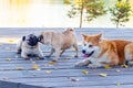 Dogs of breed Akita and pug in the park on a wooden latform near the lake in sunny autumn weather Royalty Free Stock Photo