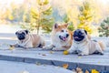 Dogs of breed Akita and pug in the park on a wooden latform near the lake in sunny autumn weather Royalty Free Stock Photo