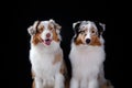 Dogs breed Australian Shepherd, Aussie,