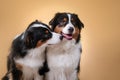 Dogs breed Australian Shepherd, Aussie,