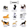 Dogs Breed Colored Icon Set