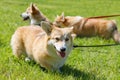 Dogs breed corgis on grass in summer park
