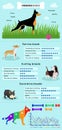 Dogs Breed Infographics