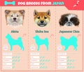 Dogs breed infographics types of dog breeds from Japan. Royalty Free Stock Photo